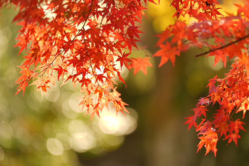 SEL70200GM2 作例 点光源のぼけ