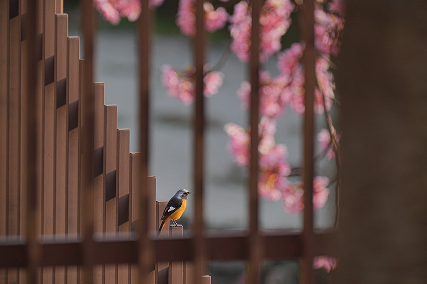 SEL70200GM2 作例 柵越しの野鳥