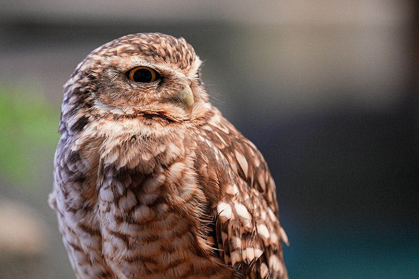 SEL70300G 鳥を撮影した作例