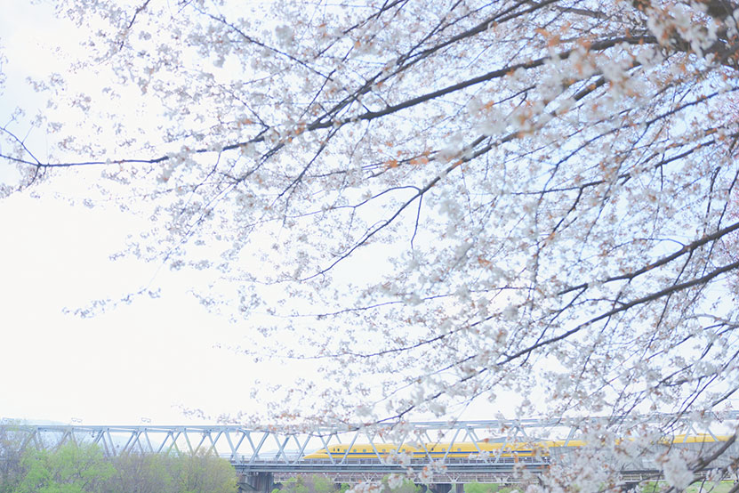 2026年4月の写真 ～春色の川～