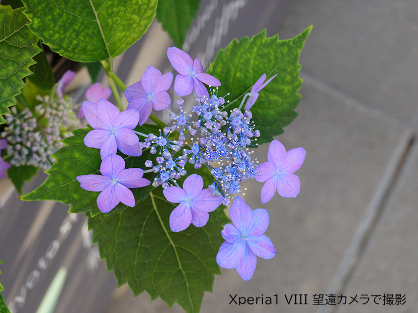 花 作例