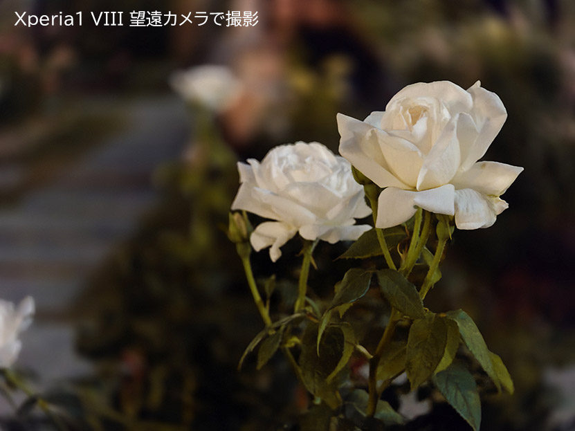 夜の作例 バラ望遠