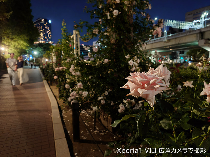 夜の作例 公園